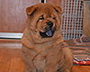 chow-chow smooth puppy