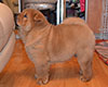 chow-chow smooth puppy