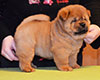 chow chow puppie lav story kennel russia