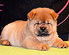 chow chow puppie lav story kennel russia