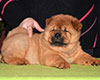 chow chow puppie lav story kennel russia