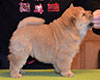 chow chow puppie lav story kennel russia