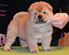 chow chow puppie lav story kennel russia