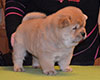 chow chow puppie lav story kennel russia