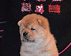 chow chow puppie lav story kennel russia