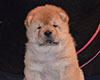 chow chow puppie lav story kennel russia