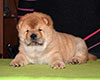 chow chow puppie lav story kennel russia