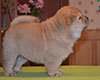 chow chow puppie lav story kennel russia