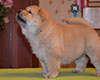 chow chow puppie lav story kennel russia