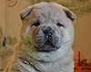 chow chow puppy Alkes Precious Award