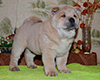 chow chow puppy Alkes Precious Award