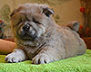 chow chow puppy Alnair Shining Star