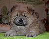 chow chow puppy Alnair Shining Star