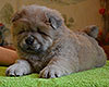 chow chow puppy Alnair Shining Star