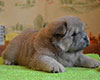 chow chow puppy Alsulhail Radiant Beauty