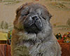 chow chow puppy Alsulhail Radiant Beauty