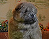 chow chow puppy Alsulhail Radiant Beauty