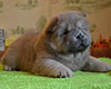 chow chow puppy Alsulhail Radiant Beauty