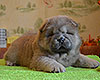 chow chow puppy Alsulhail Radiant Beauty