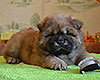 chow chow puppy Altair Divine Favorite