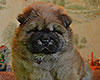 chow chow puppy Altair Divine Favorite