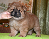 chow chow puppy Altair Divine Favorite