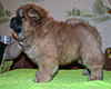 chow chow puppy Altair Divine Favorite