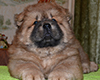 chow chow puppy Altair Divine Favorite