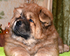 chow chow puppy Altair Divine Favorite