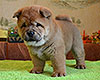 chow chow puppy Antares Fearless Winner