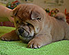 chow chow puppy Antares Fearless Winner