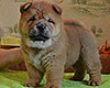 chow chow puppy Antares Fearless Winner