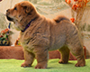 chow chow puppy Antares Fearless Winner