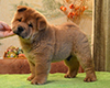 chow chow puppy Antares Fearless Winner