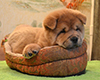 chow chow puppy Antares Fearless Winner