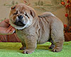 chow chow puppy Arcturus Noble Defender