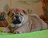 chow chow puppy Arcturus Noble Defender