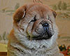 chow chow puppy Arcturus Noble Defender
