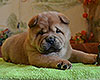 chow chow puppy Asterion Mighty Giant