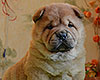 chow chow puppy Asterion Mighty Giant