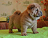 chow chow puppy Asterion Mighty Giant