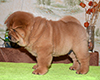 chow chow puppy Asterion Mighty Giant