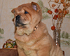 chow chow puppy Asterion Mighty Giant