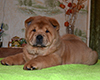 chow chow puppy Asterion Mighty Giant