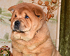 chow chow puppy Asterion Mighty Giant