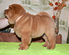 chow chow puppy Asterion Mighty Giant