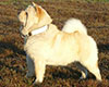 cream smooth chow-chow Vilaida