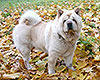 cream smooth chow-chow Vilaida