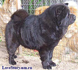 smooth chow-chow Dragocennaya Moya Algambra