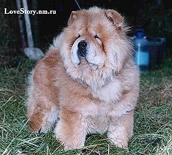 Chow-chow Matros s Millionnogo Mosta